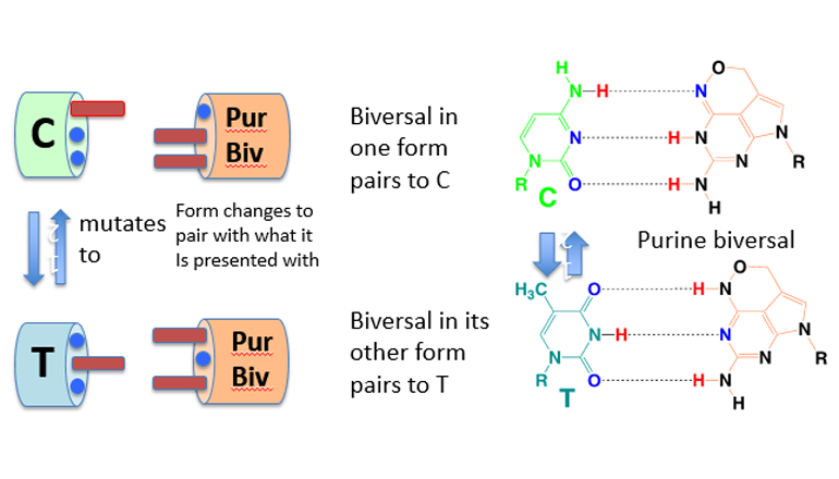 BIVER Purine