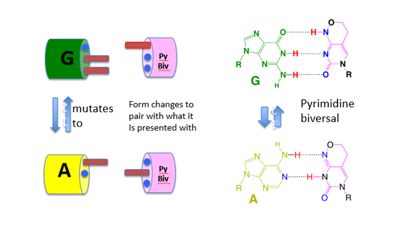 BIVER Pyrimidine