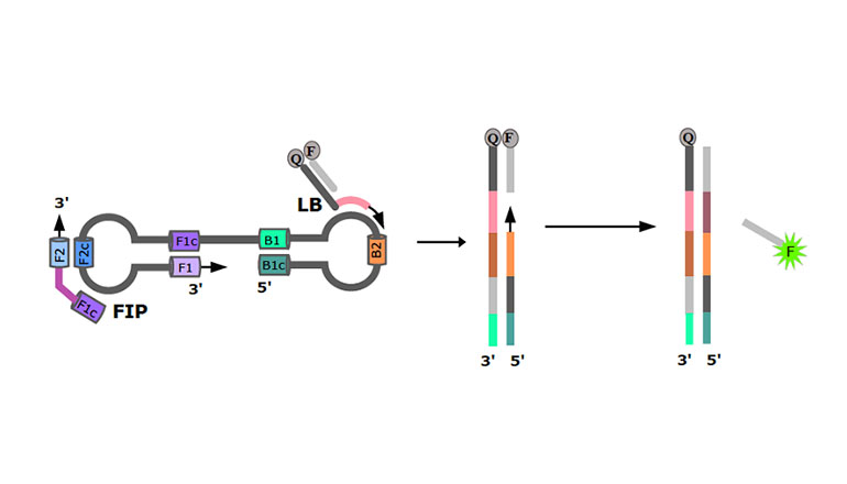 ProbeLAMP Fluorescence