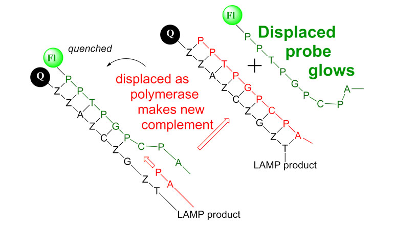 ProbeLAMP Fluorescence