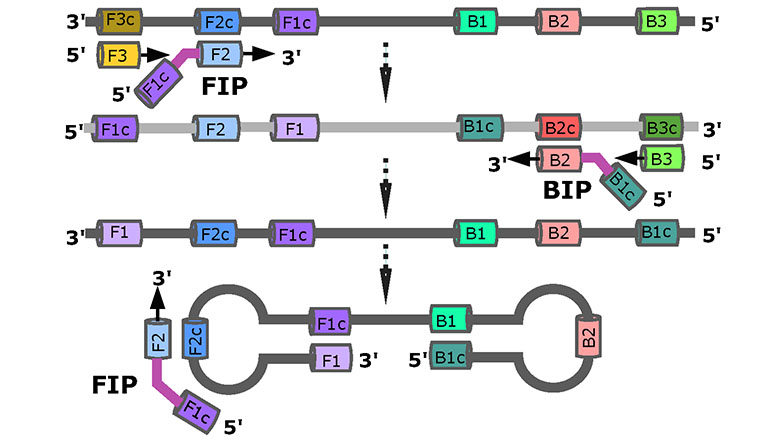 ProbeLAMP Initial Loop