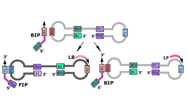 ProbeLAMP Initial Loop